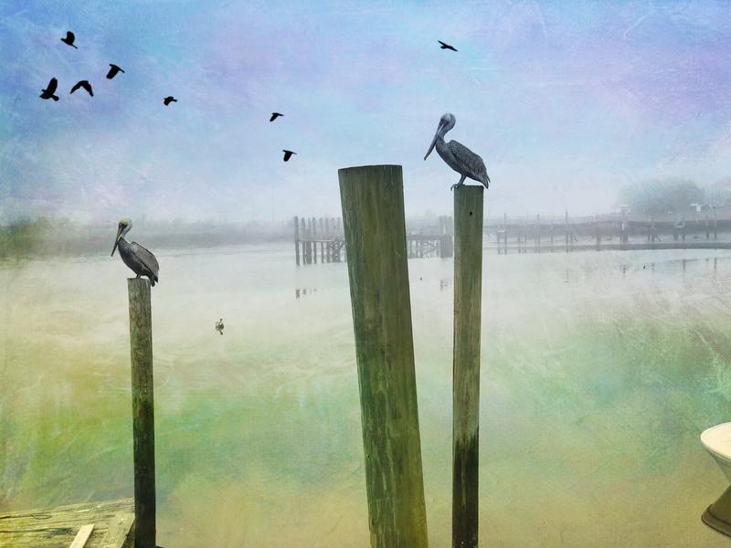 Pelicans in the Mist